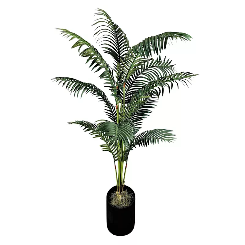 Dark Green Palm Plant in Black Slant Pot, 5'