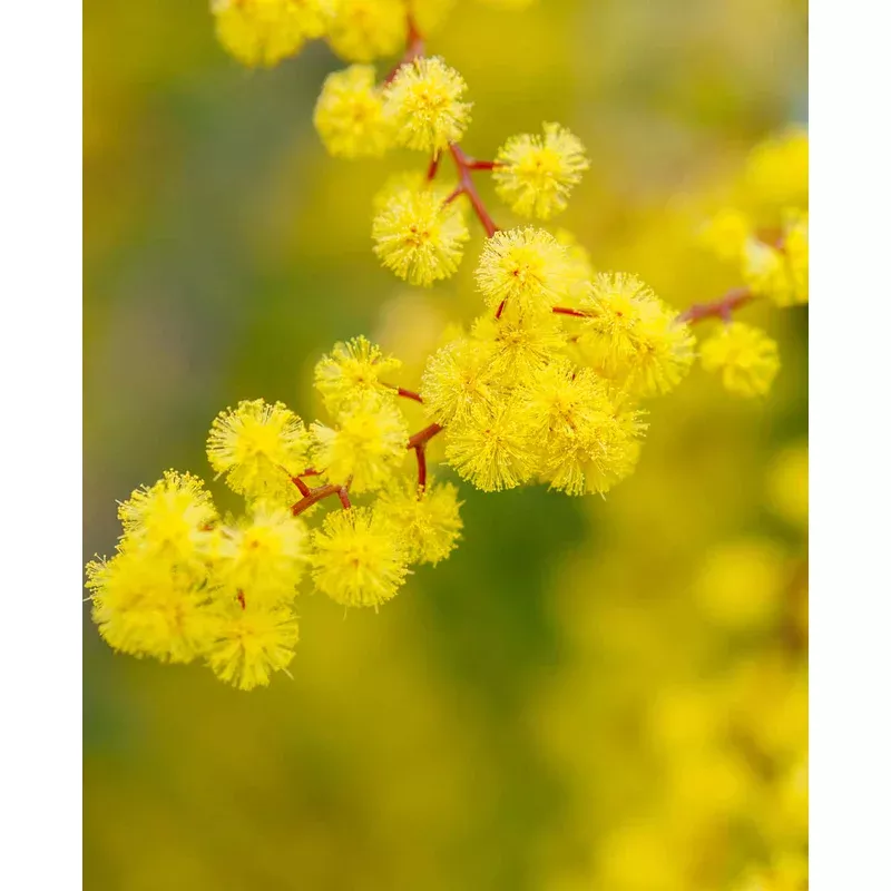 Hayloft Acacia Dealbata – Blue Wattle – 9cm Pots