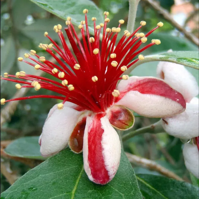 Hayloft Acca Sellowiana – Pineapple Guava – 9cm Pot