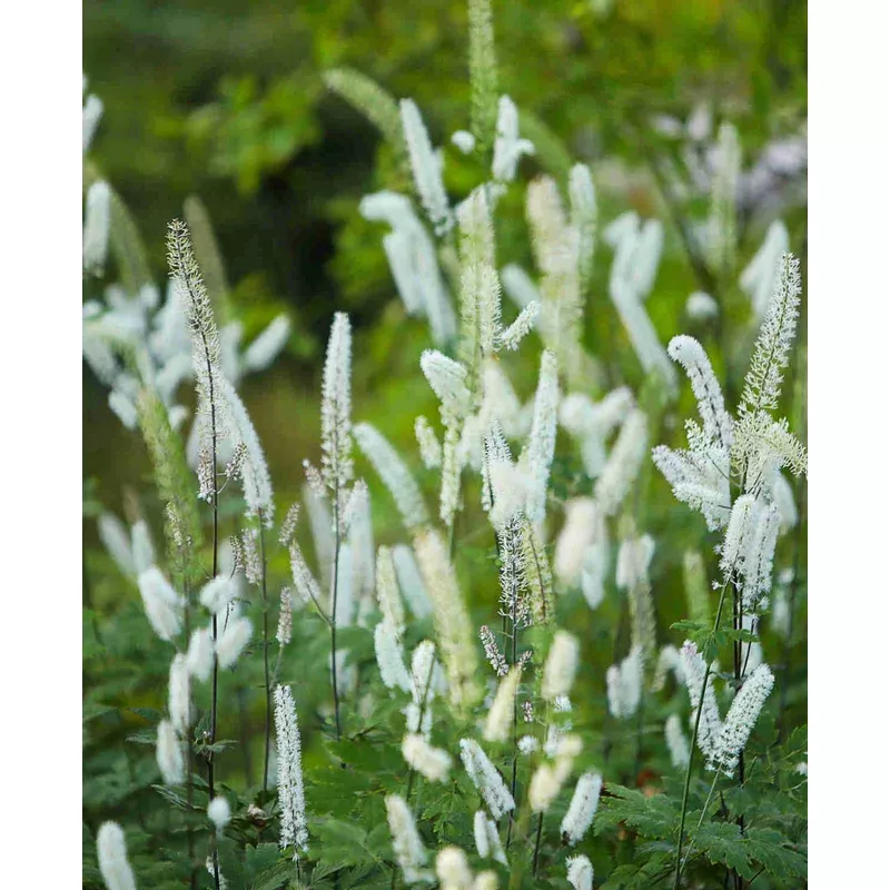 Hayloft Actaea Matsumurae White Pearl – 9cm Pot