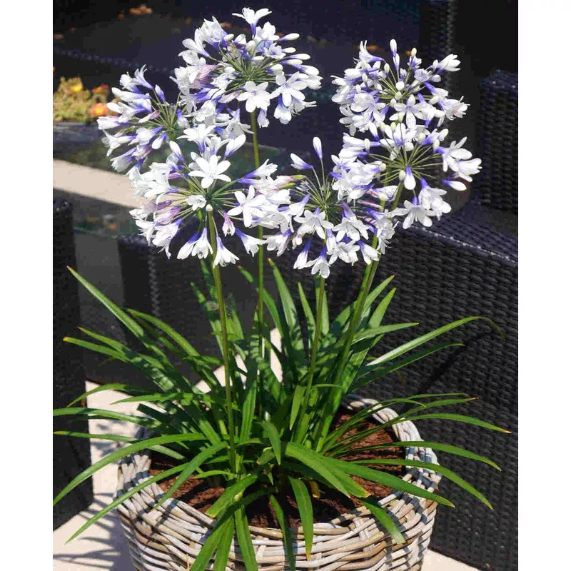 Hayloft Agapanthus Africanus ‘Twister’