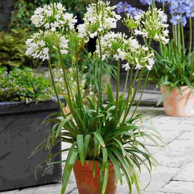 Hayloft Agapanthus Hybrida ‘Vallee De La Sarthe’ – 9cm Pot