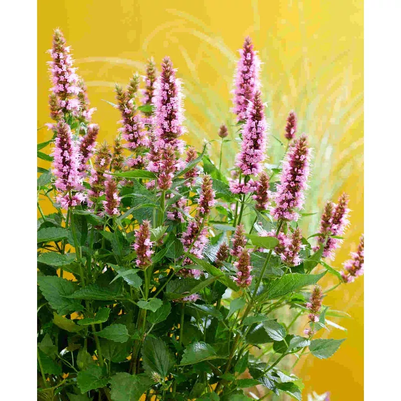 Hayloft Agastache Beelicious Pink – 3 x Young Plants