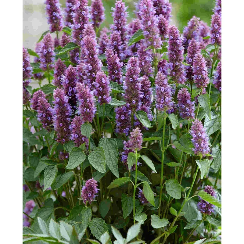 Hayloft Agastache Beelicious Purple – 9cm pots