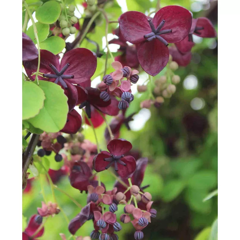 Hayloft Akebia Quinata – Chocolate Vine – 9cm pot