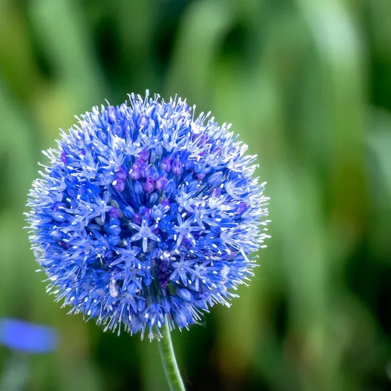 Hayloft Allium Caeruleum – Blue Flowered Allium – Pack Of 30 Bulbs