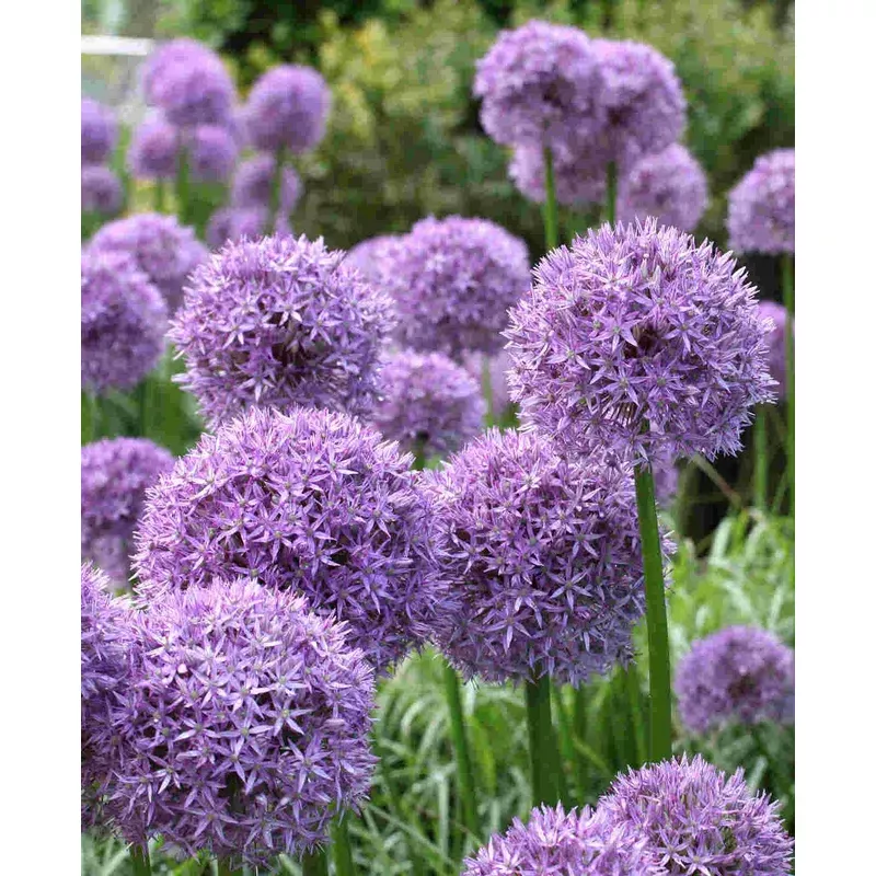 Hayloft Allium ‘globemaster’ – Bulb
