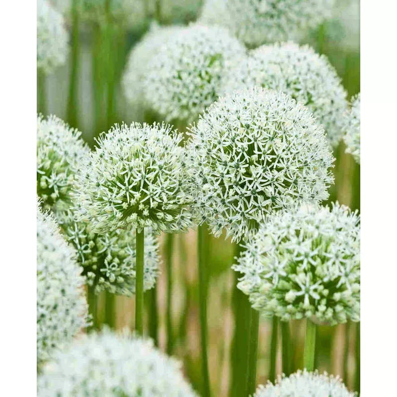 Hayloft Allium ‘mount Everest’ – Bulb