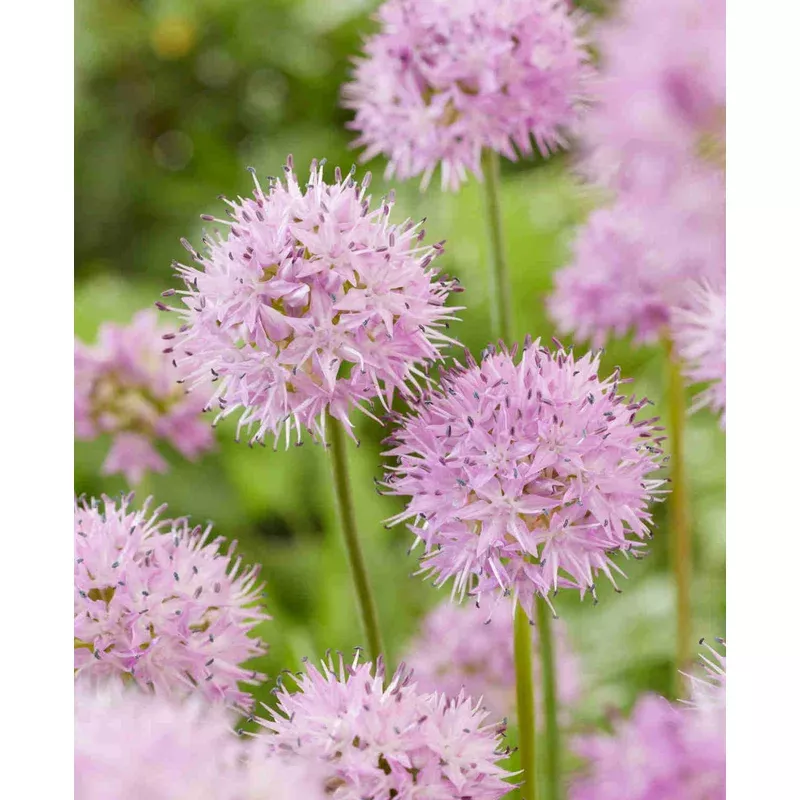 Hayloft Allium ‘rosy Dream’ – Bulbs