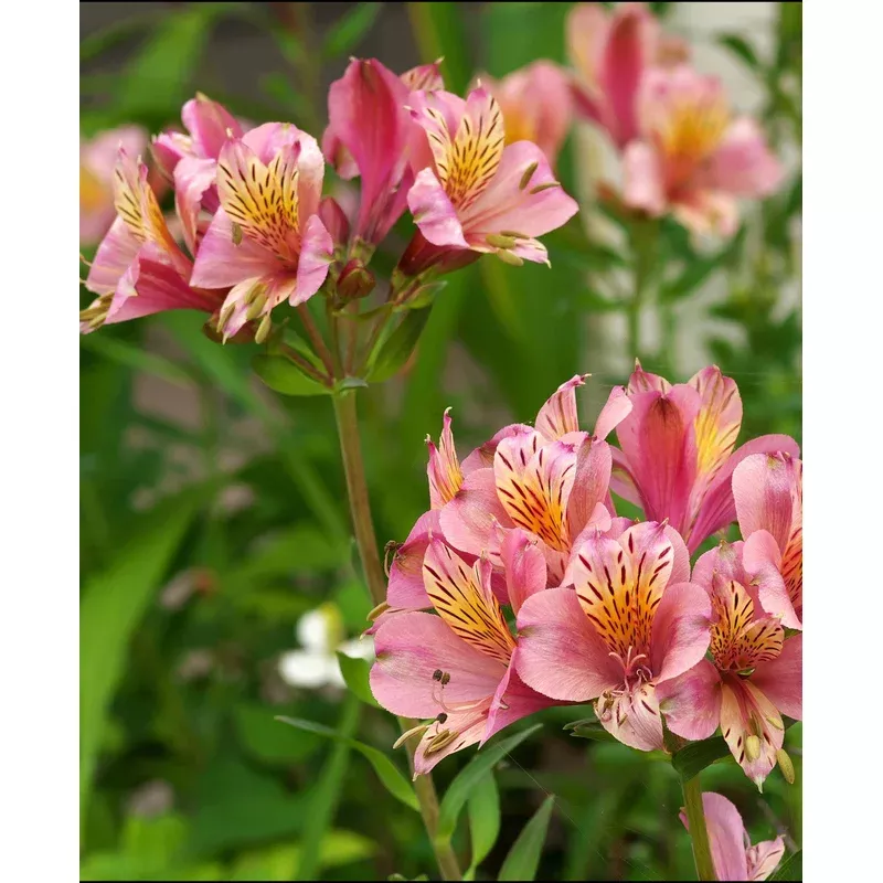 Hayloft Alstroemeria Duc D’anjou Charles – 3 x 9cm Pots