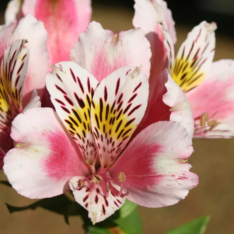 Hayloft Alstroemeria William – 3 x 9cm Pots