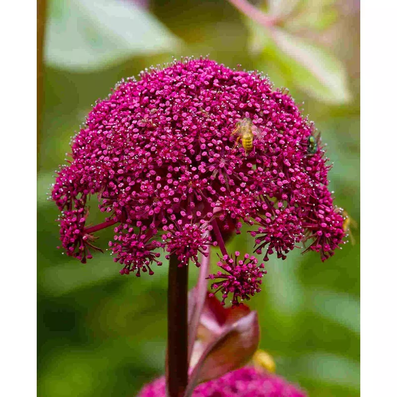 Hayloft Angelica gigas – 9cm Pots