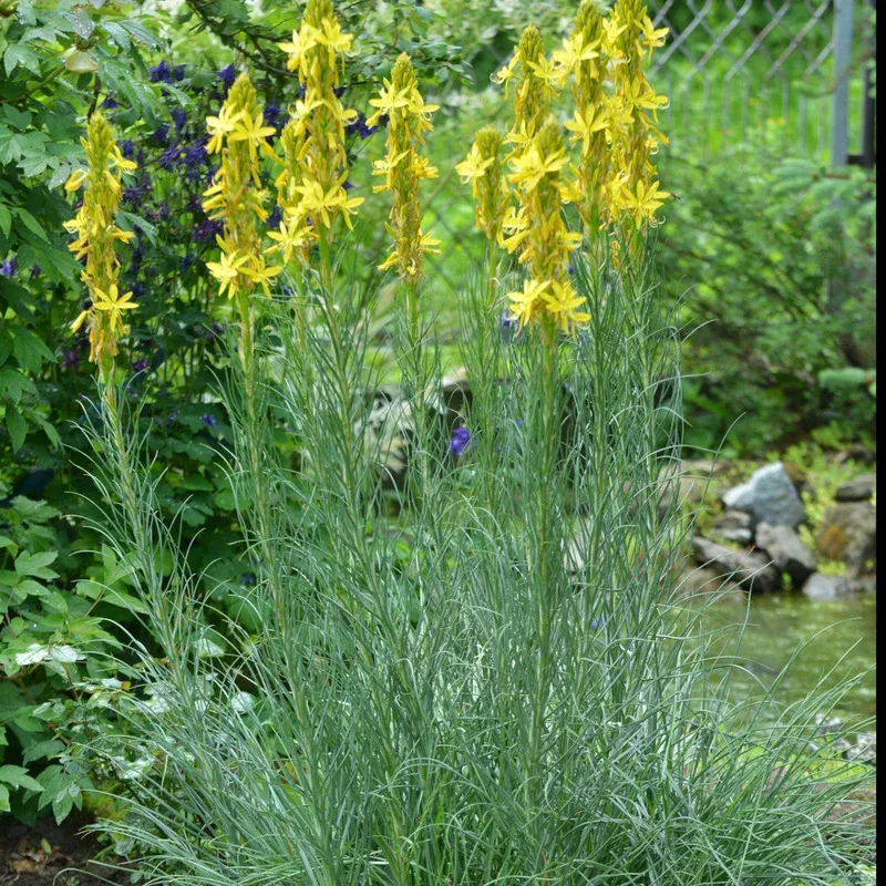 Hayloft Asphodeline Lutea – 9cm pot