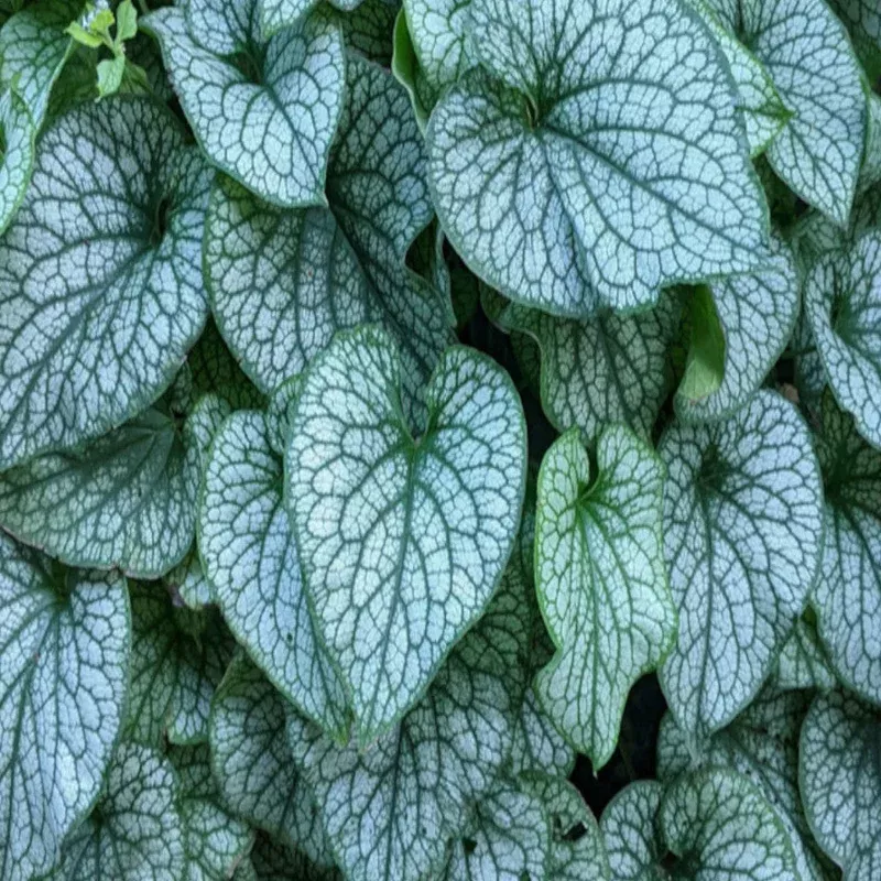 Hayloft Brunnera Alexanders Great – Great Forget – Me – Not