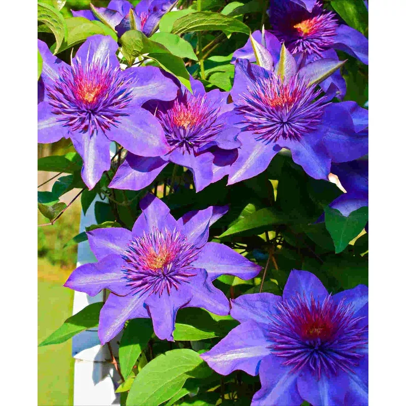 Hayloft Clematis Multi Blue – A vigorous climbing vine with elegant textured blooms – 7cm pot