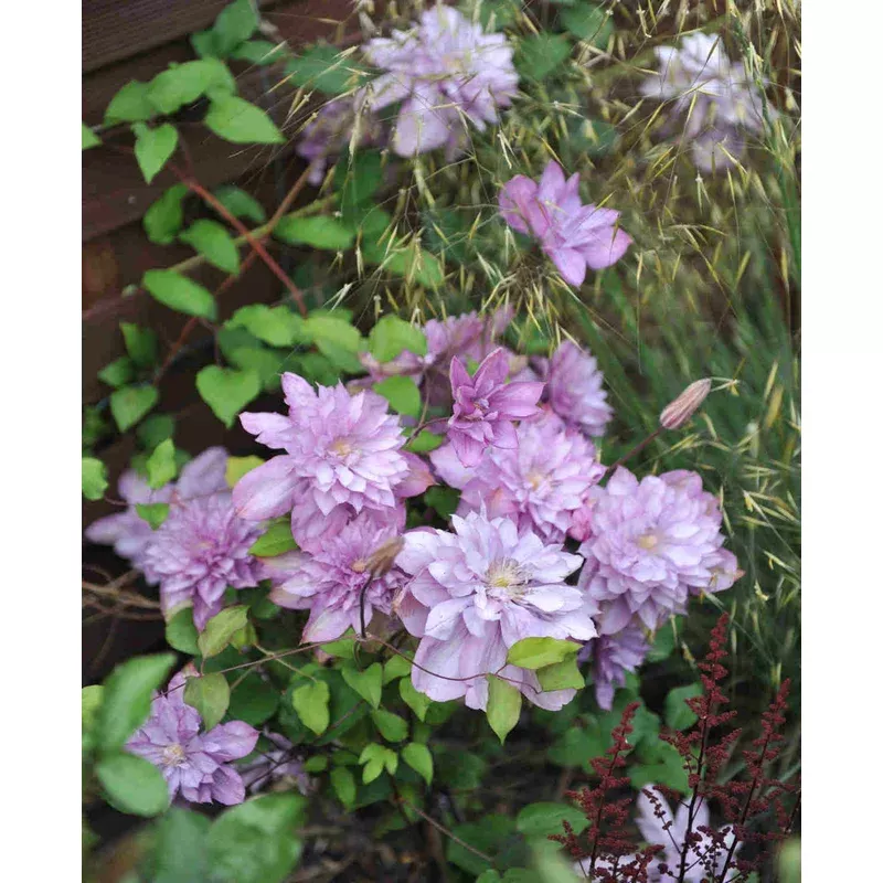 Hayloft Clematis proteus 8cm Pots
