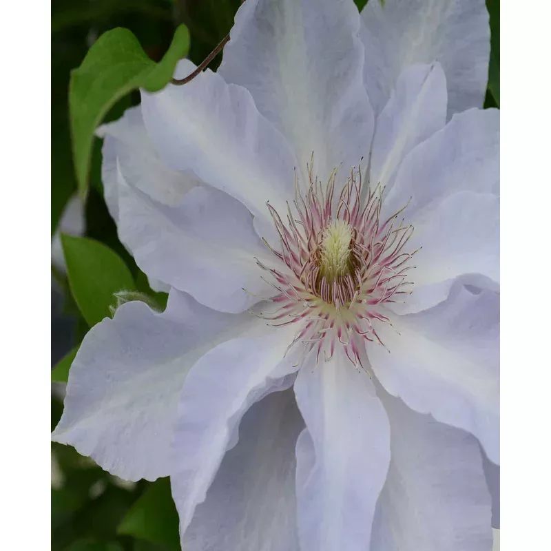 Hayloft Clematis Tranquilite – Compact And Manageable – 1 x 7cm pots