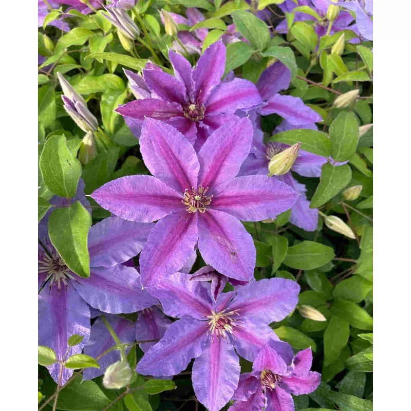 Hayloft Clematis Tumaini – A Star Performer Clematis. – 7cm Pot