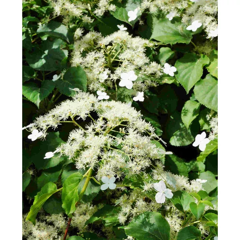 Hayloft Climbing Hydrangea – Hydrangea Anomala Subsp Petiolaris