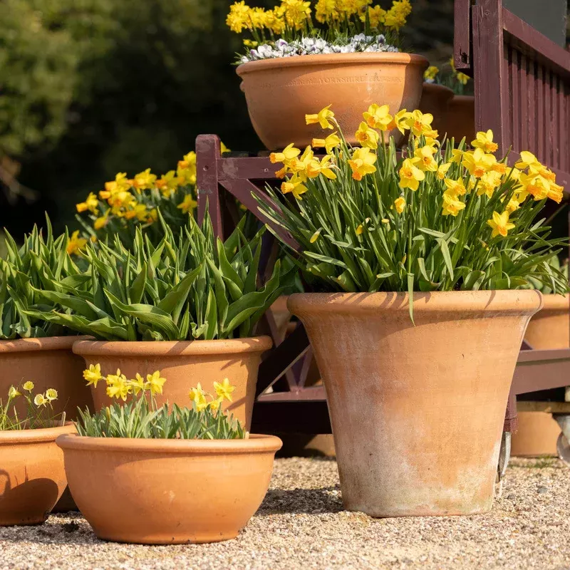 Hayloft Container Perfect Narcissus Collection – 45 Bulbs (15 of each)