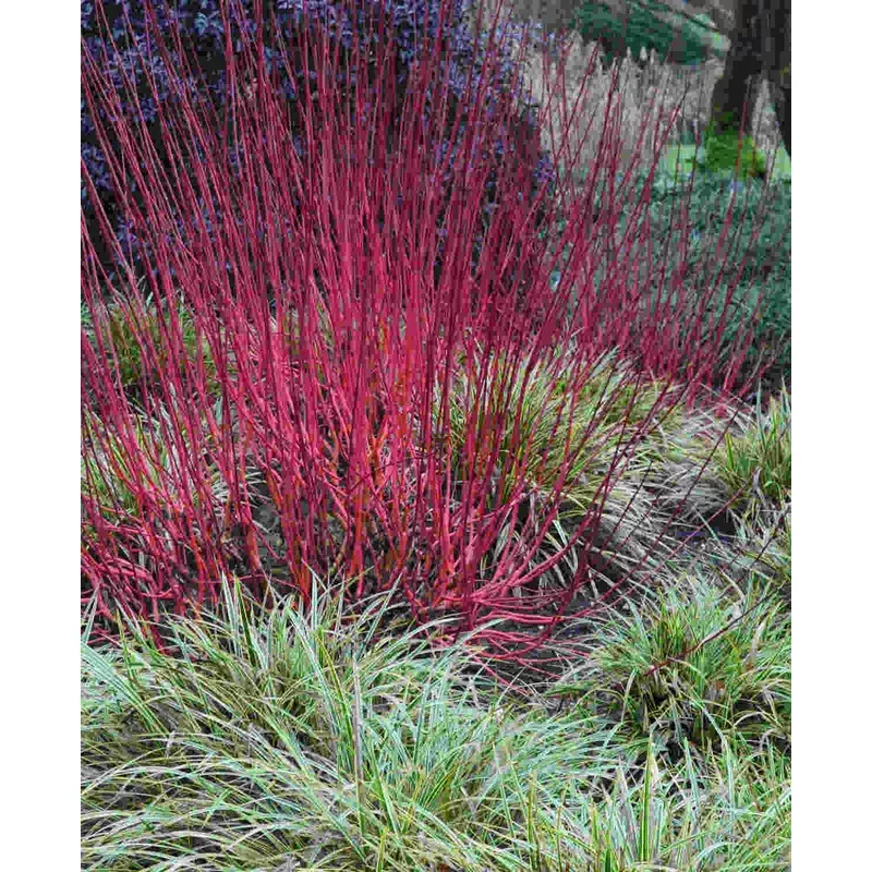 Hayloft Cornus Alba Sibirica – Winter Red Stems – 9cm pot