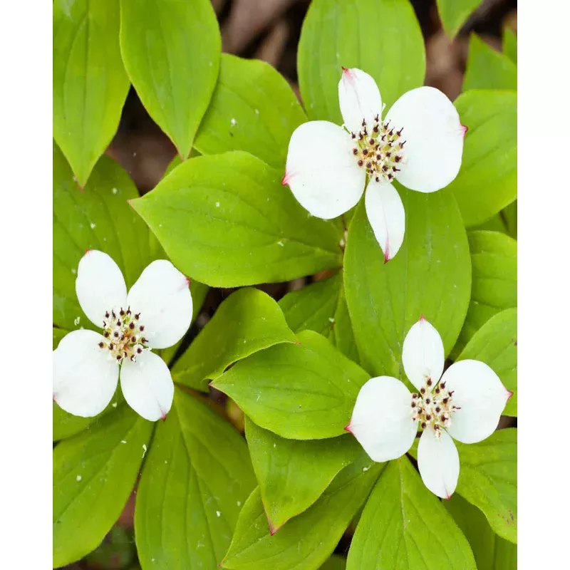 Hayloft Cornus Canadensis – Creeping Dogwood – 9cm Pot