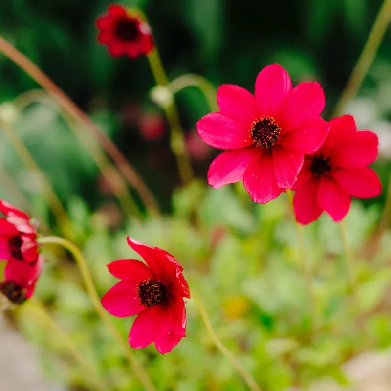Hayloft Cosmos Atrosanguineus Cherry Chocolate – 9cm Pots