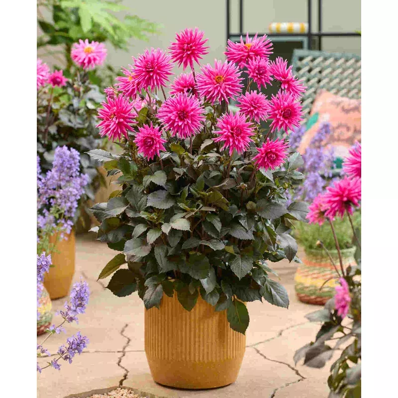 Hayloft Dahlia Electro Pink – plug plants