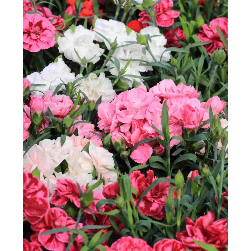 Hayloft Dianthus Collection Garden Pinks – 12 Young Plants
