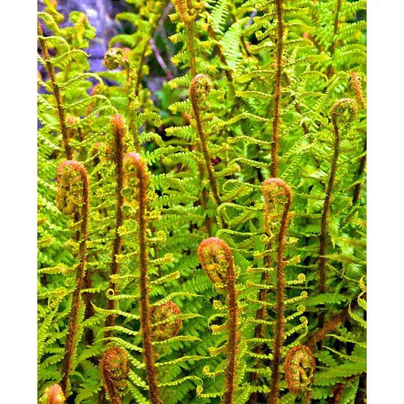 Hayloft Dryopteris Filix-mas – 3 x 2 litre pots
