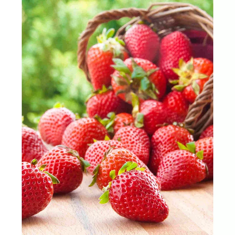 Hayloft Flavoursome Strawberry Collection – Bare roots