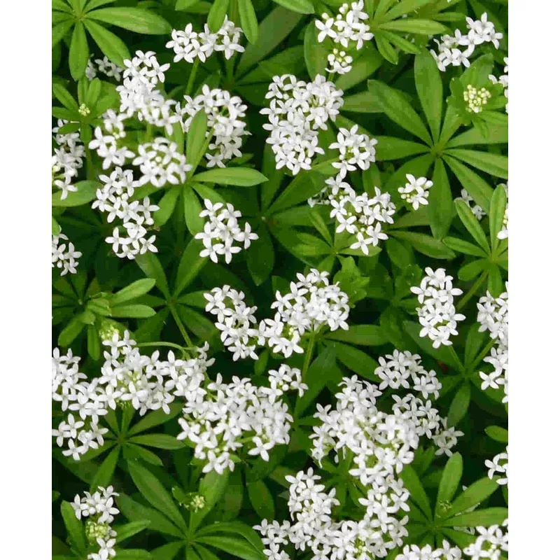 Hayloft Galium Odoratum – Sweet Woodruff – 9cm pot