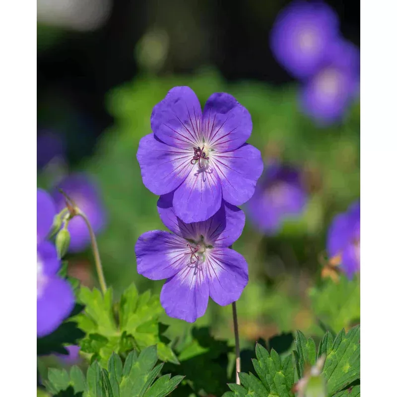 Hayloft Geranium ‘rozanne’ – 9cm Pots.