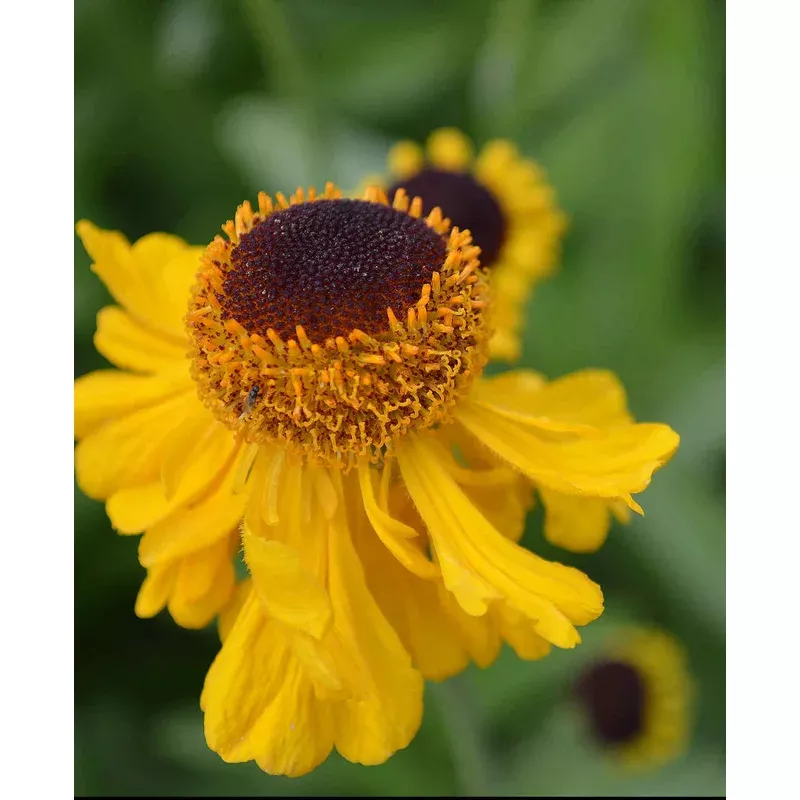 Hayloft Helenium The Bishop – 3 x 9cm Pots