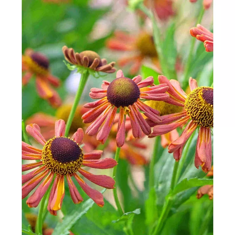 Hayloft Helenium Loysder Wieck – 3 x 9cm Pots
