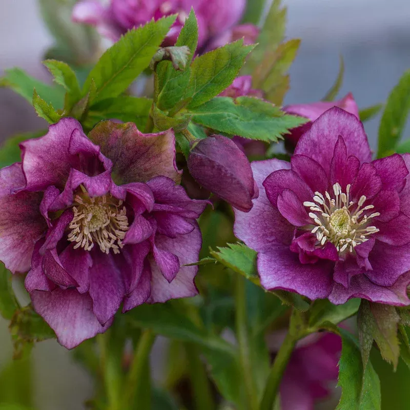 Hayloft Hellebore Double Ellen Collection – 9cm Pots