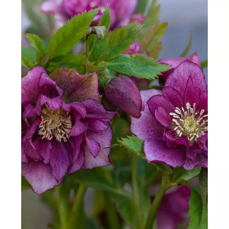 Hayloft Hellebore Winter Wonders Exclusive Collection – 9cm pots