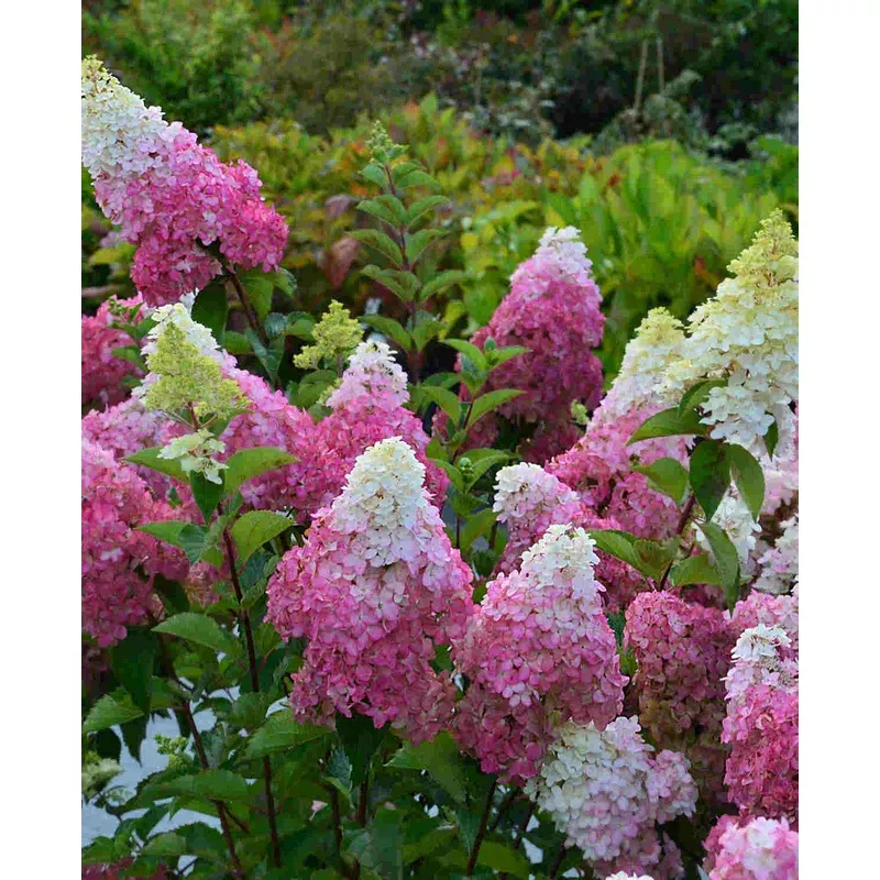 Hayloft Hydrangea Paniculata Fraise Melba – 9cm pots