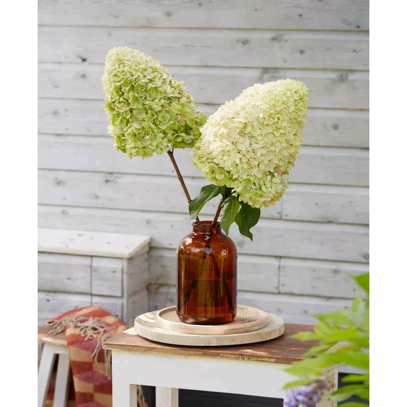 Hayloft Hydrangea Paniculata Hercules – 12cm pots
