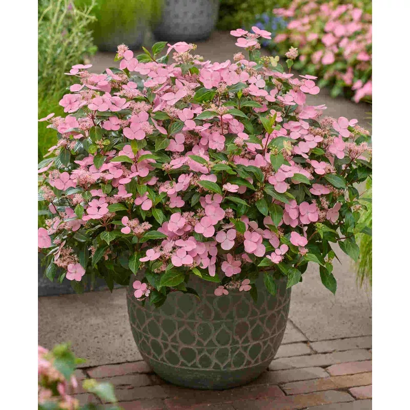 Hayloft Hydrangea Scandens First Love – 12cm pots