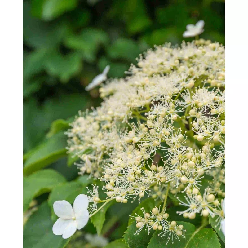 Hayloft Hydrangea Seemannii – Evergreen Climber – 8cm Pot
