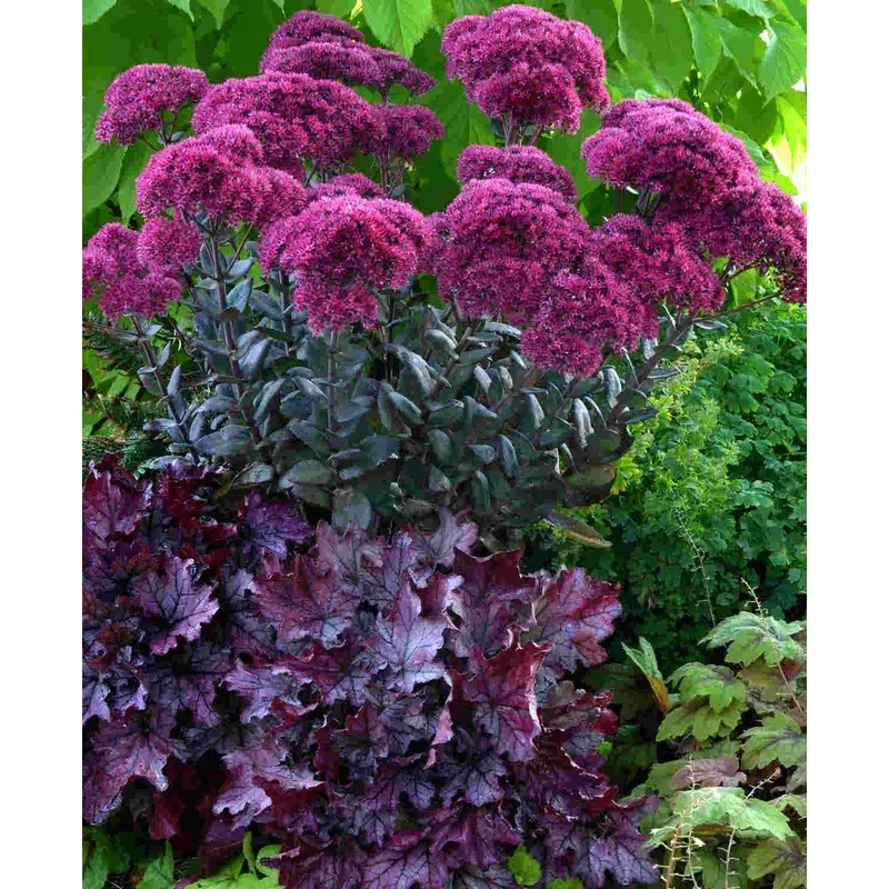 Hayloft Hylotelephium Thunderhead – Sedum – 1 x 9cm Pot