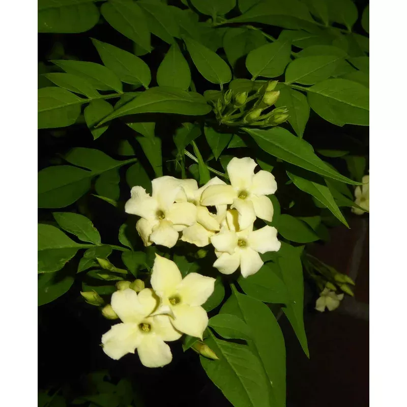 Hayloft Jasminum Officinale Clotted Cream – 9cm Pot