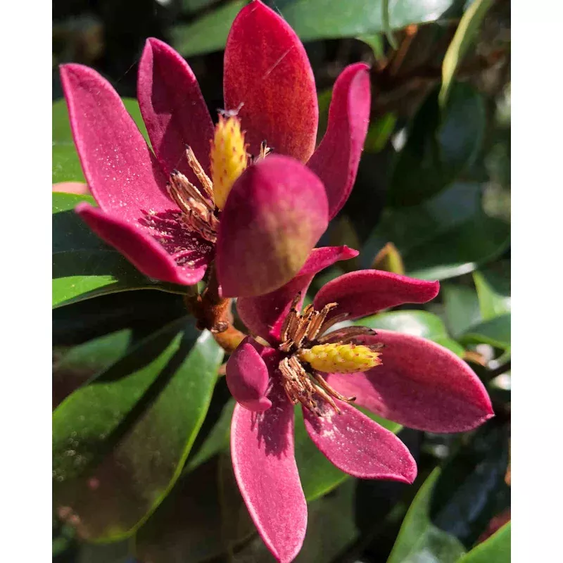 Hayloft Magnolia Hybrid Stellar Ruby – 9cm Pot