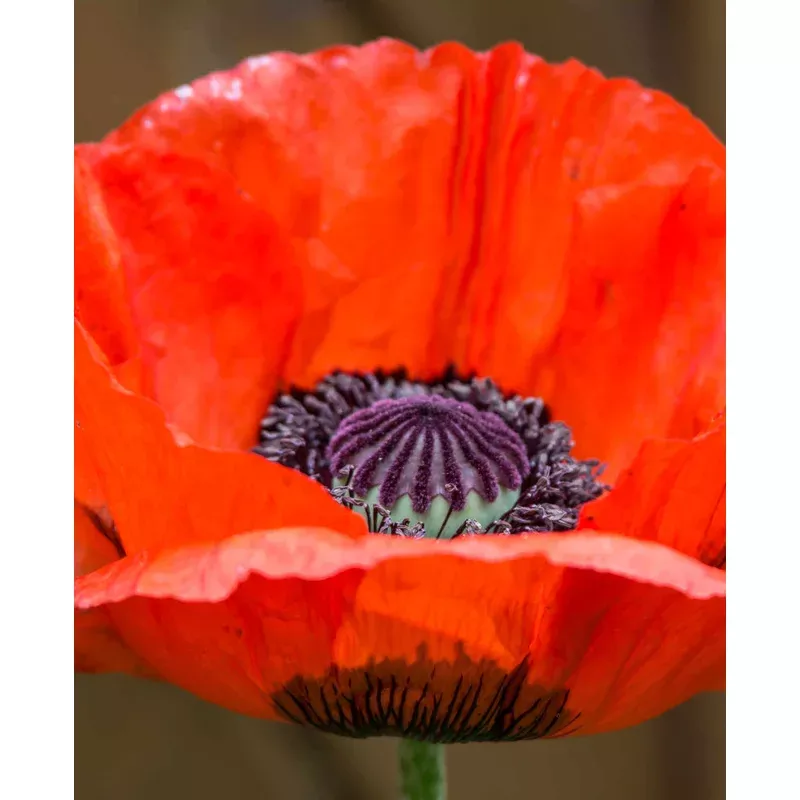 Hayloft Papaver Orientale Red Rumble – 9cm Pot