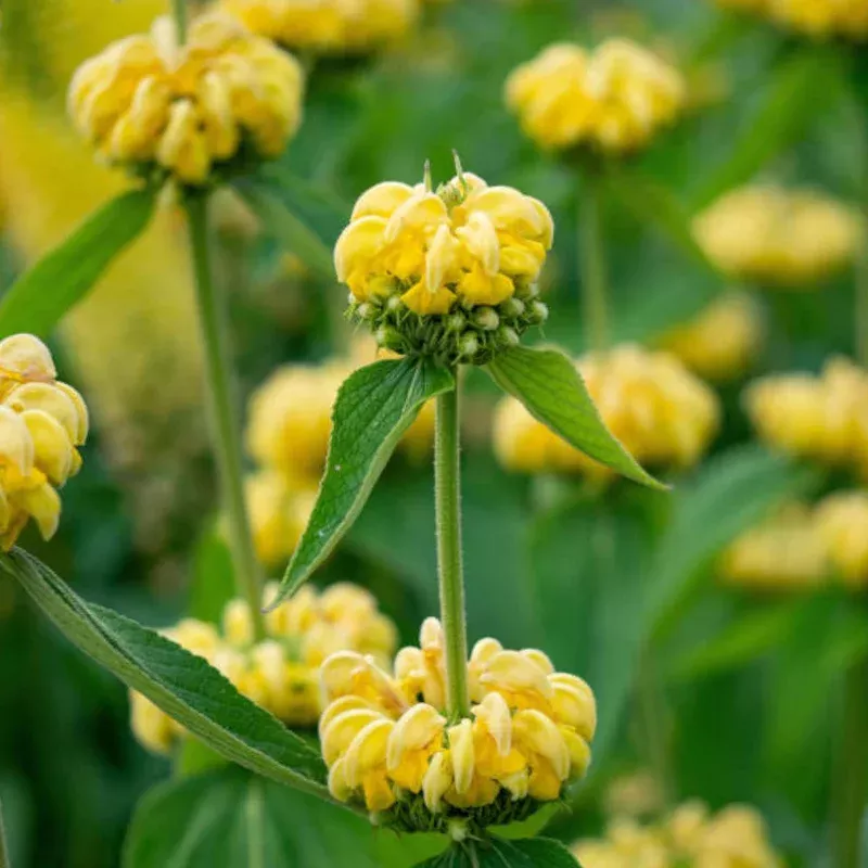 Hayloft Phlomis Russeliana – Turkish Sage – 9cm pot