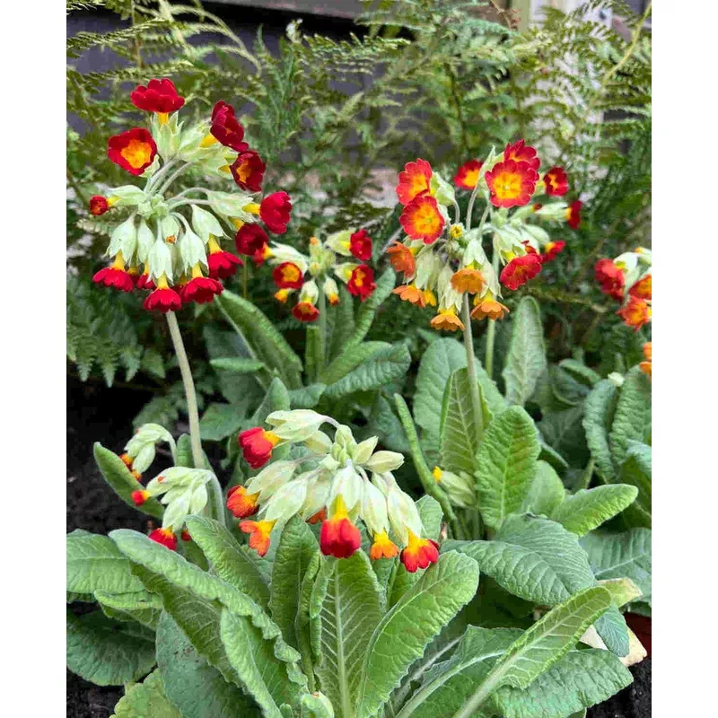 Hayloft Primula ‘sunset Shades’ – 9cm Pots