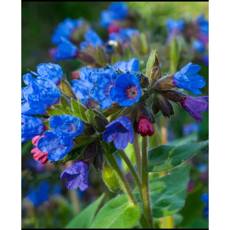 Hayloft Pulmonaria Angustifolia Blue Ensign – 3 x 9cm Pots