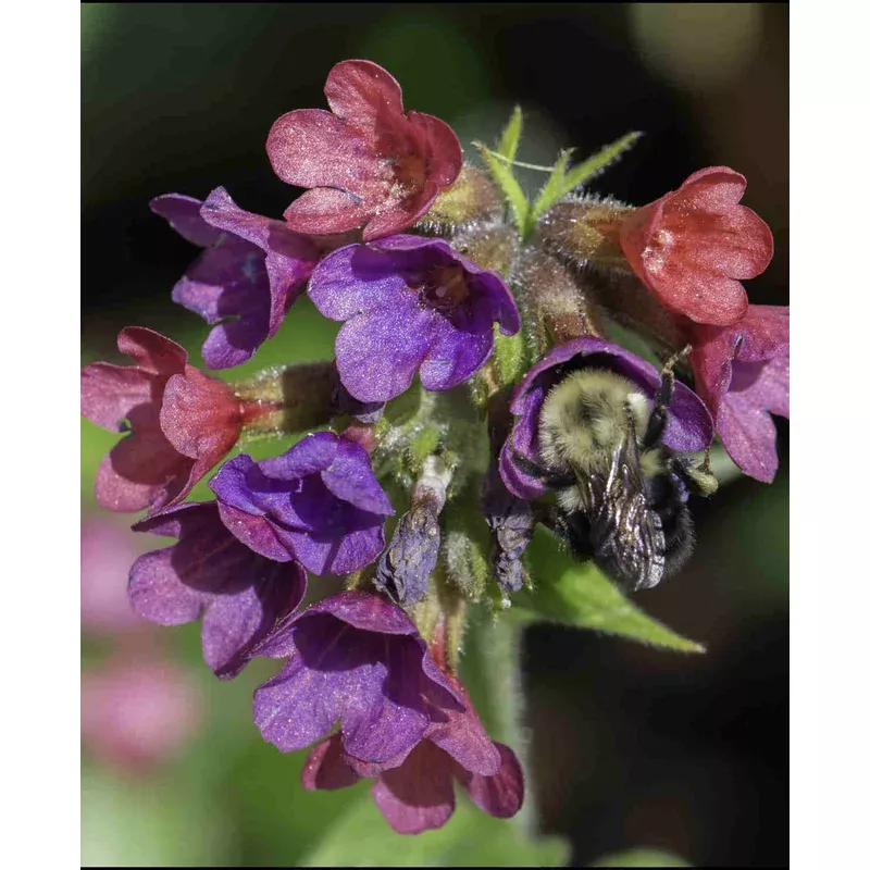 Hayloft Pulmonaria X Hybrida Raspberry Splash – 3 x 9cm Pots