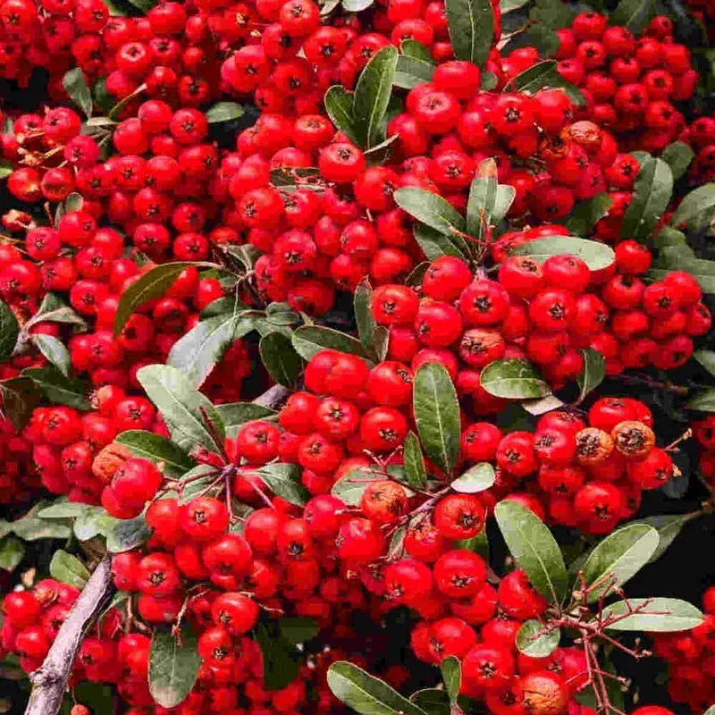 Hayloft Pyracantha Red Star – 9cm Pot